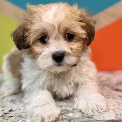 Male Teddy Bear Puppy for Sale in Rogers, AR