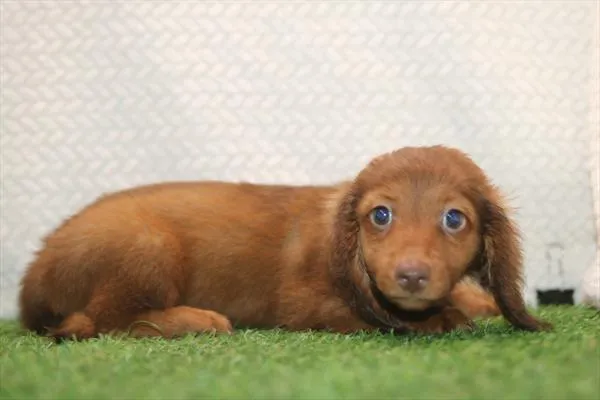 Male Dachshund puppy for sale at Petland Joplin.