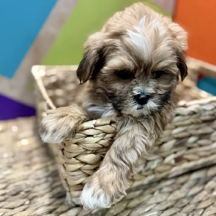 Male Shipoo Puppy for Sale in Rogers, AR