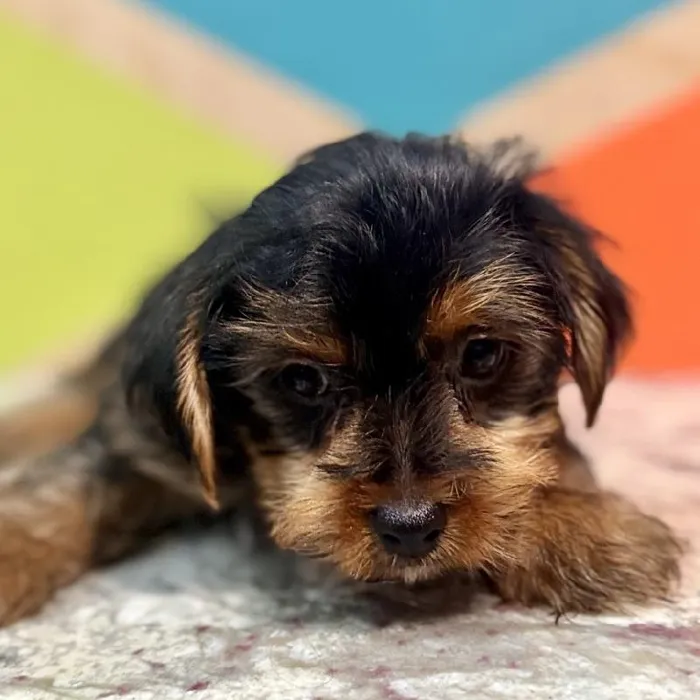 Male Yorkie Puppy for Sale in Joplin, MO
