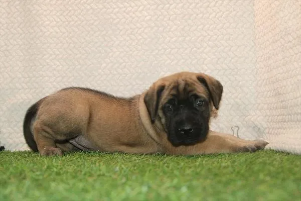 Female English Mastiff puppy for sale at Petland Wichita West.