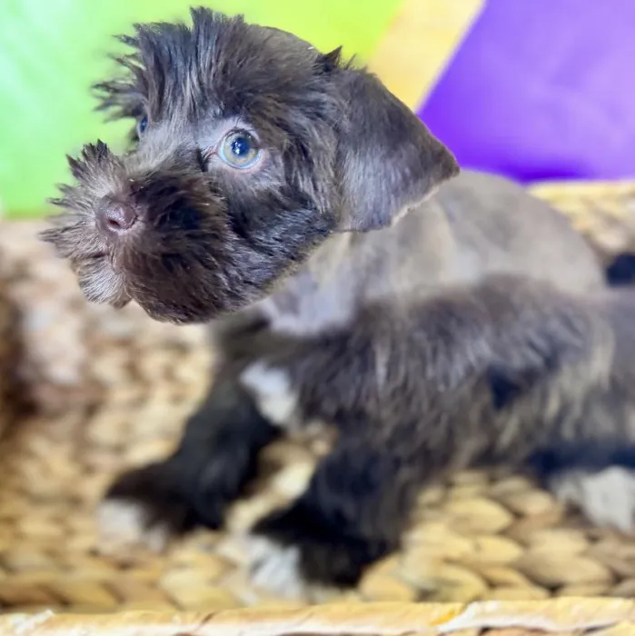 Female Mini Schnauzer Puppy for Sale in Rogers, AR