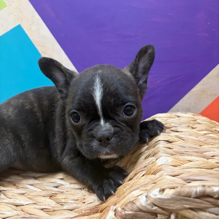 Male Frenchton puppy named Doyle for sale at Petland Wichita West.
