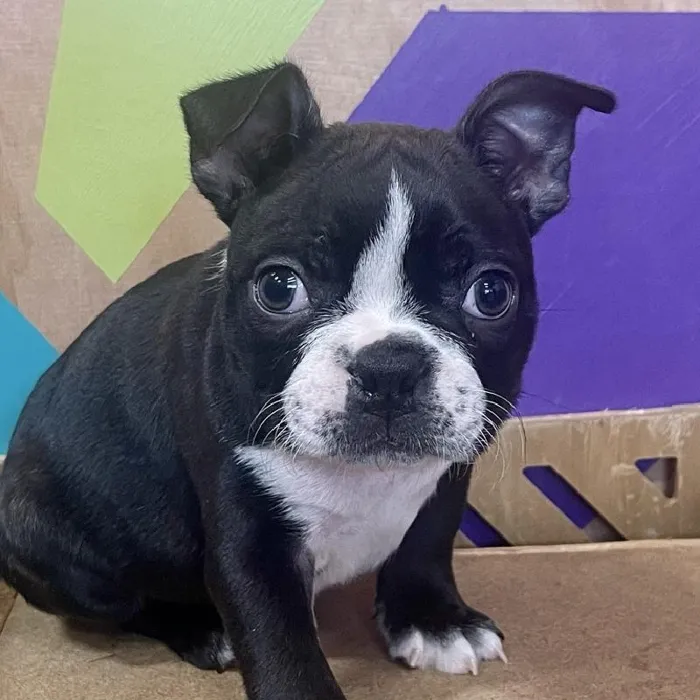 Male Boston Terrier puppy named Rohn for sale at Petland Joplin.