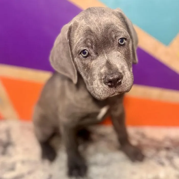 Male Cane Corso puppy named Billy for sale at Petland Rogers.