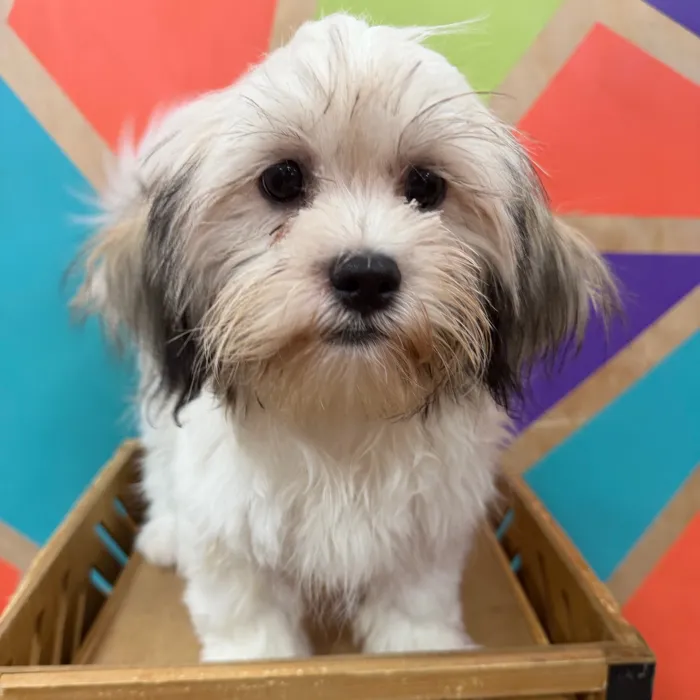 Female Teddy Bear puppy named Tesla for sale at Petland Joplin.
