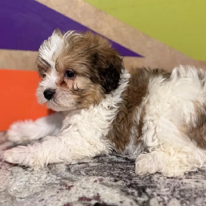 Male Teddy Bear Puppy for Sale in Rogers, AR