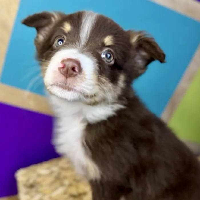 Female Mini Aussie Puppy for Sale in Rogers, AR