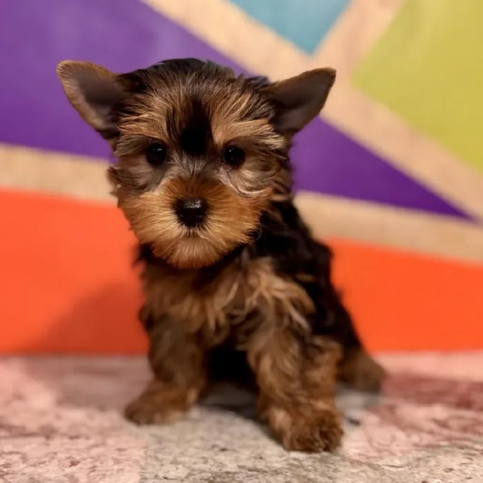 Female Yorkie Puppy for Sale in Rogers, AR