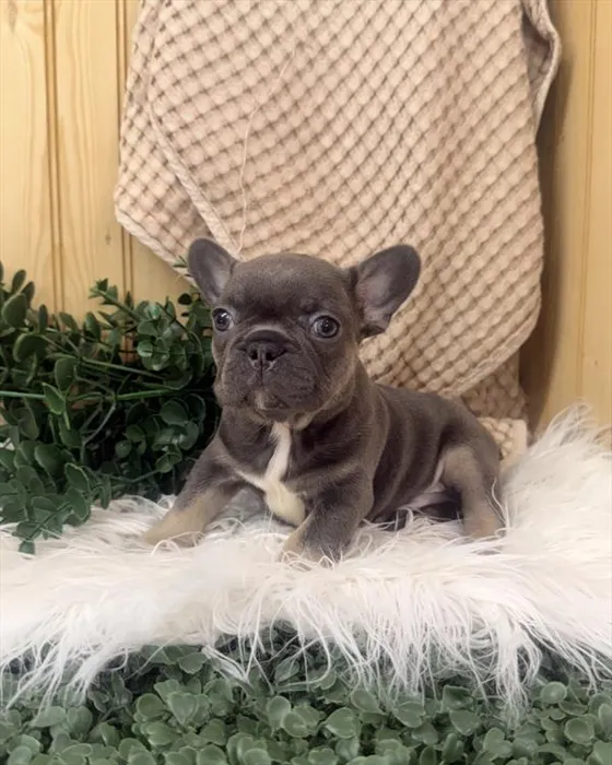 Male French Bulldog puppy for sale at Petland Wichita West.