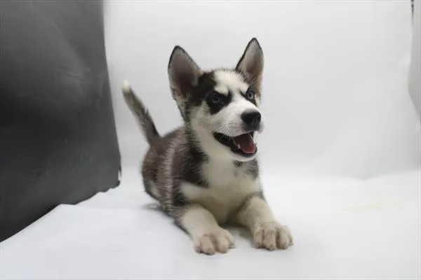 Male Siberian Husky puppy for sale at Petland Wichita West.