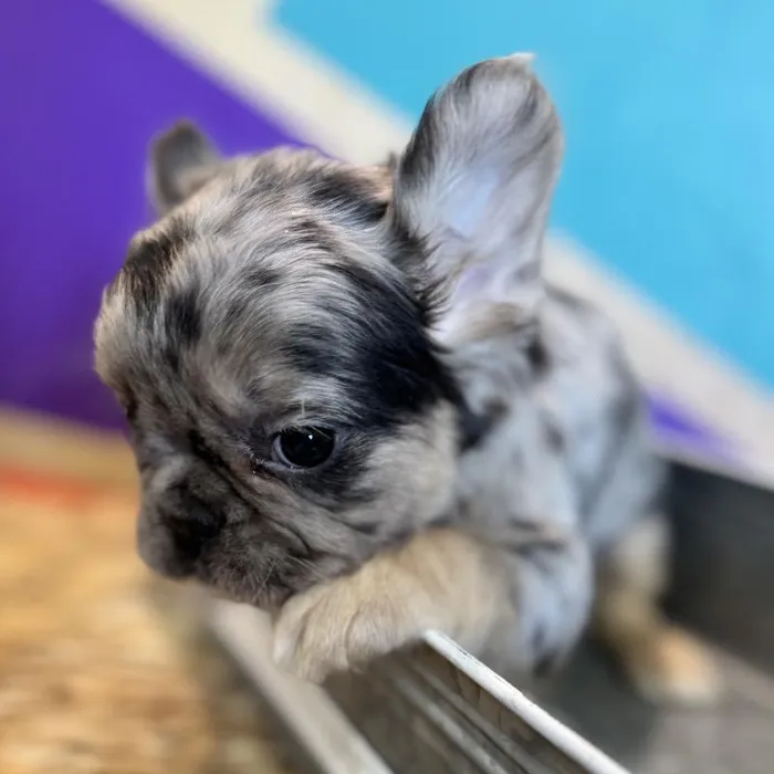 Female French Bulldog Puppy for Sale in Rogers, AR