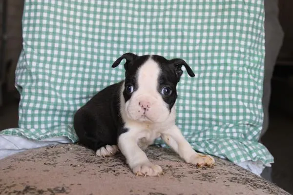 Male Boston Terrier puppy for sale at Petland Fayetteville.