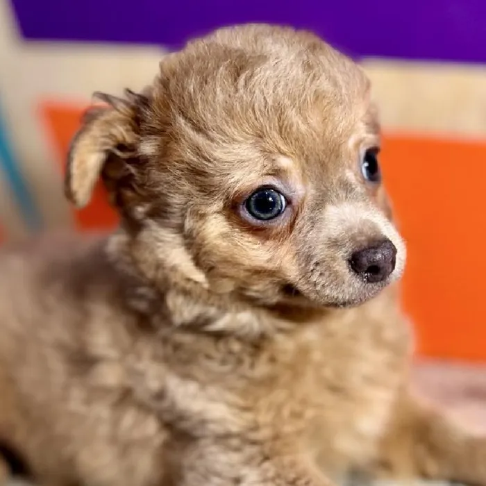 Male Chihuahua puppy named Curly for sale at Petland Rogers.