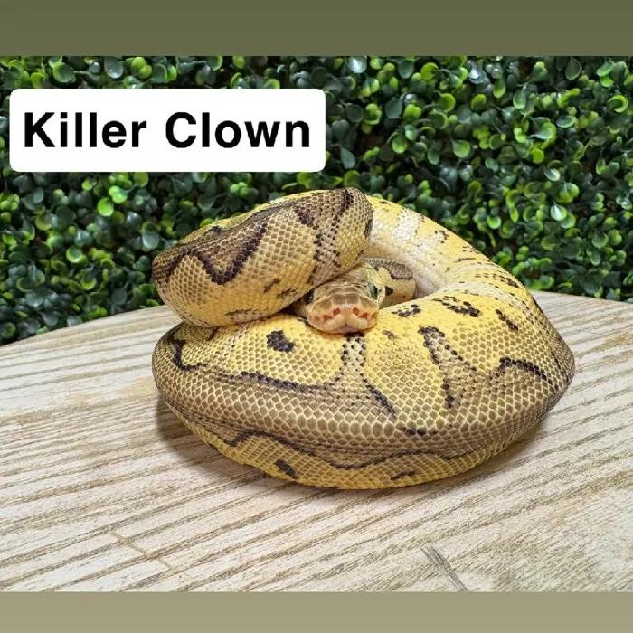 Male Ball Python reptile for sale at Petland Joplin.