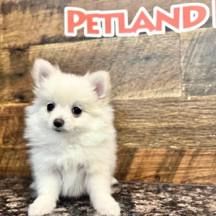 Female Pomeranian Puppy for Sale in Joplin, MO