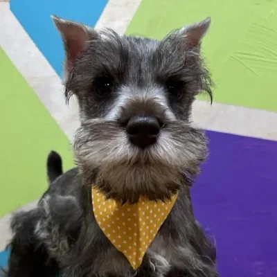 Male Mini Schnauzer puppy named Nougat for sale at Petland Wichita West.
