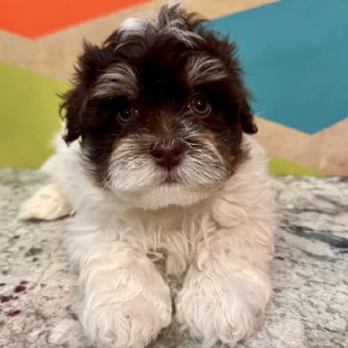 Female Havanese Puppy for Sale in Joplin, MO