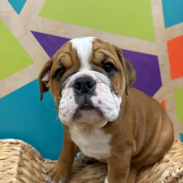 Female English Bulldog puppy named Sally for sale at Petland Wichita West.