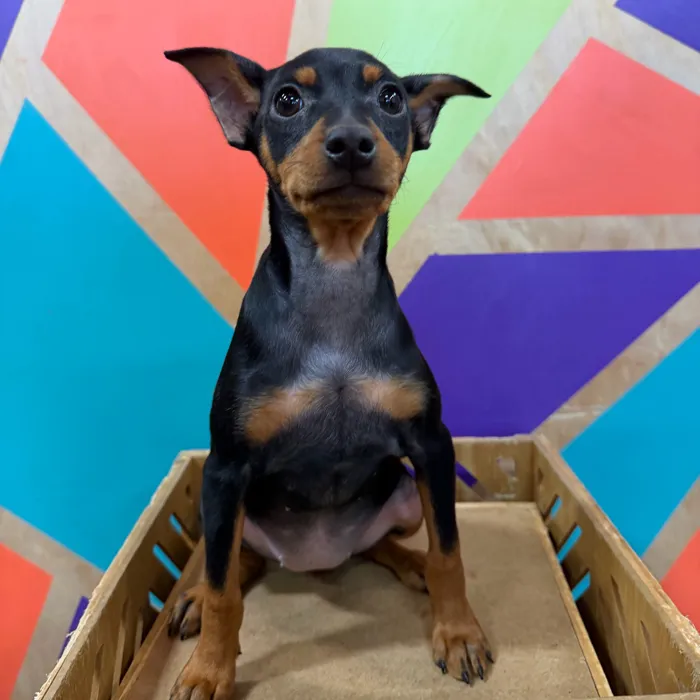 Female Min Pin puppy named Maria for sale at Petland Fayetteville.
