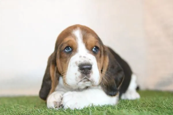 Male Basset Hound puppy for sale at Petland Joplin.