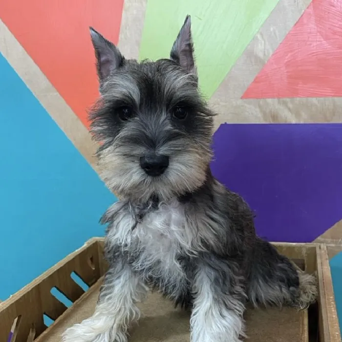 Male Mini Schnauzer puppy named Stoney for sale at Petland Joplin.