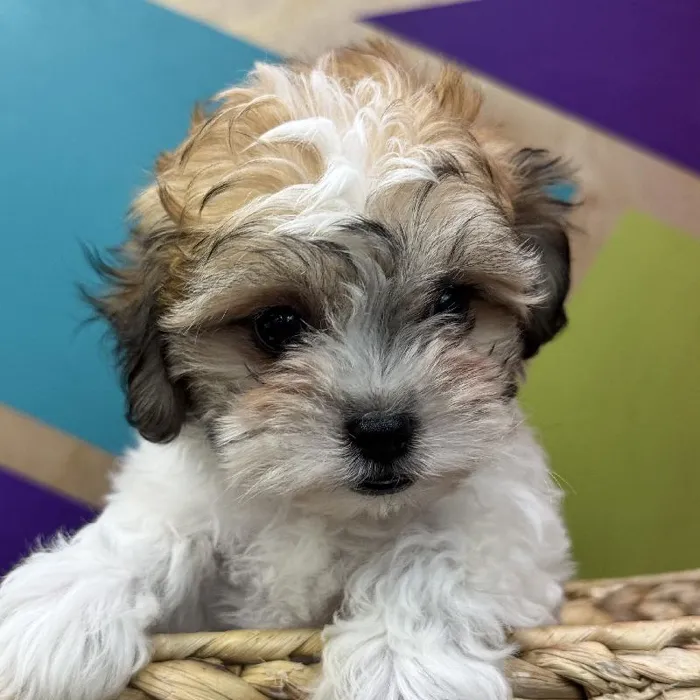 Female Teddy Bear Puppy for Sale in Joplin, MO