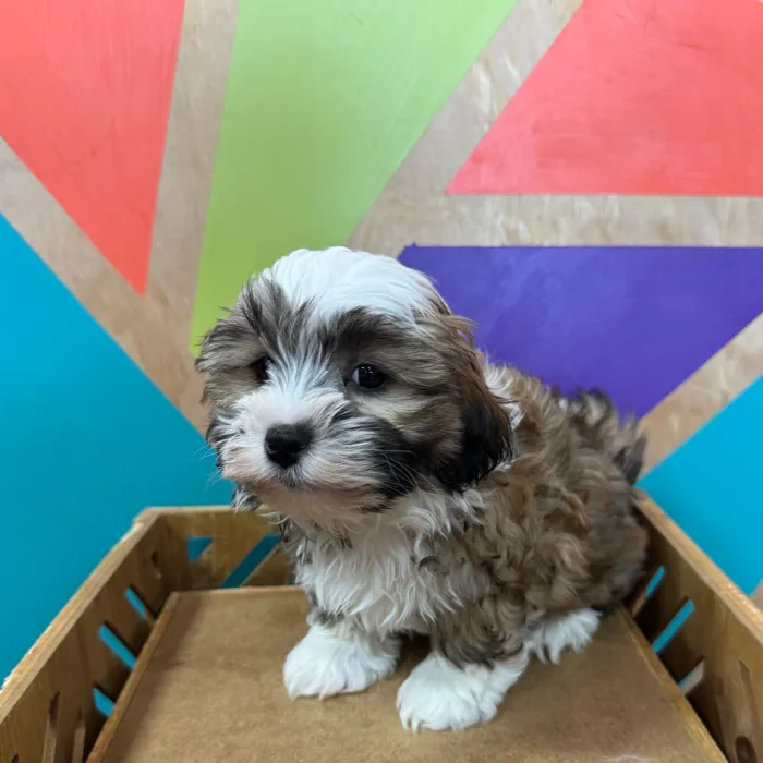 Male Shipoo puppy named Harold for sale at Petland Joplin.