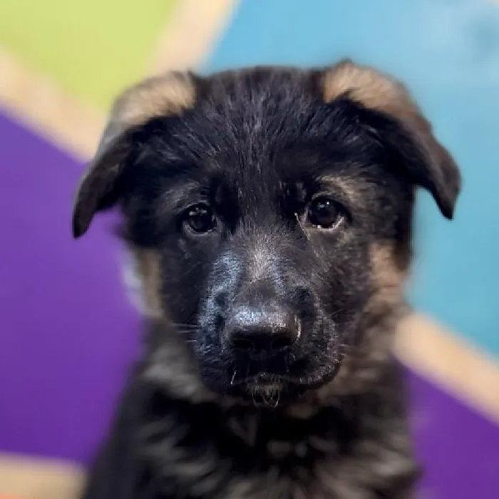 Female German Shepherd Puppy for Sale in Fayetteville, AR
