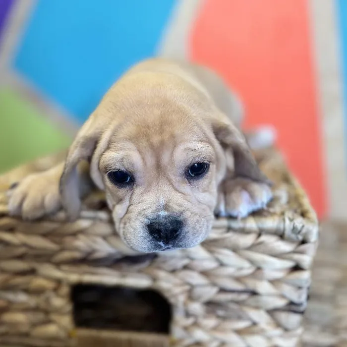 Female Mini Bulldog Puppy for Sale in Rogers, AR