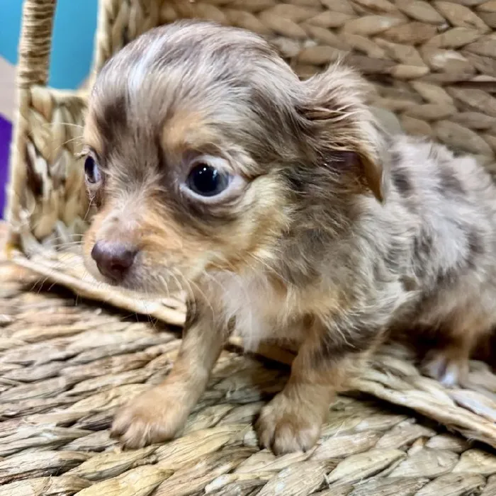 Male Chihuahua Puppy for Sale in Rogers, AR