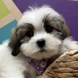 Female Lhasa Apso puppy named Lottie for sale at Petland Wichita West.