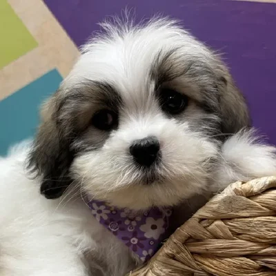 Female Lhasa Apso puppy named Lottie for sale at Petland Wichita West.