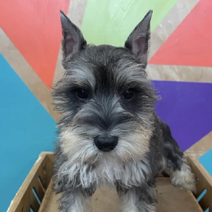 Male Mini Schnauzer puppy named Stoney for sale at Petland Joplin.
