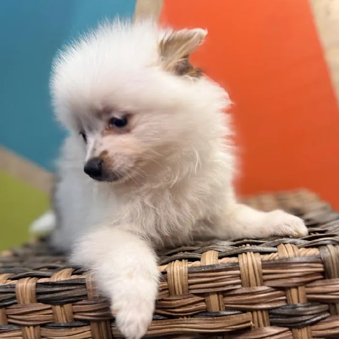 Male Pomeranian puppy named Fred for sale at Petland Rogers.