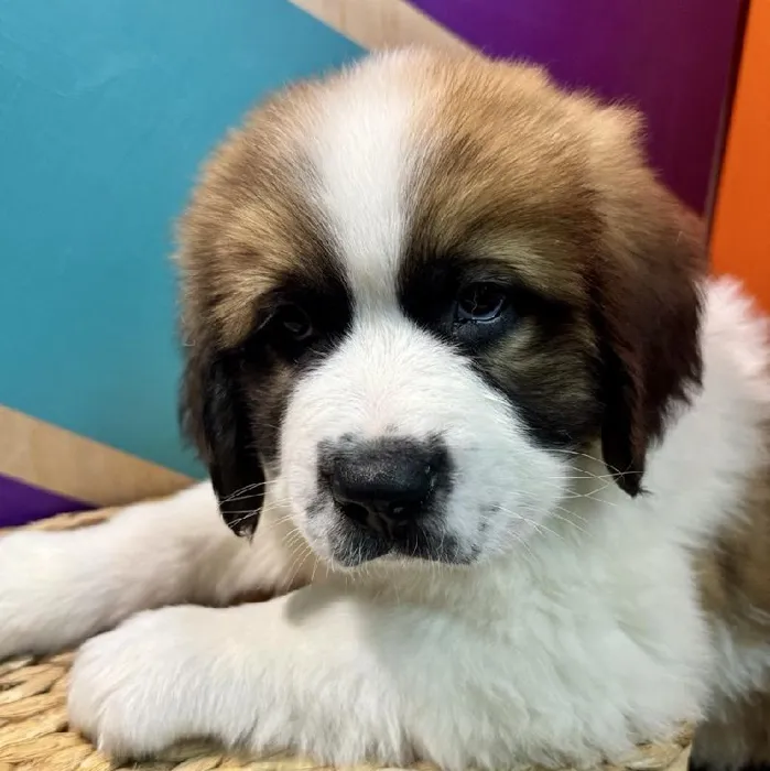 Male Saint Bernard Puppy for Sale in Rogers, AR