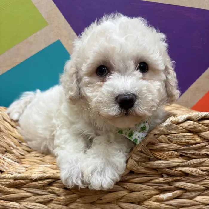 Male Daisy Dog puppy named Cornelius for sale at Petland Wichita West.