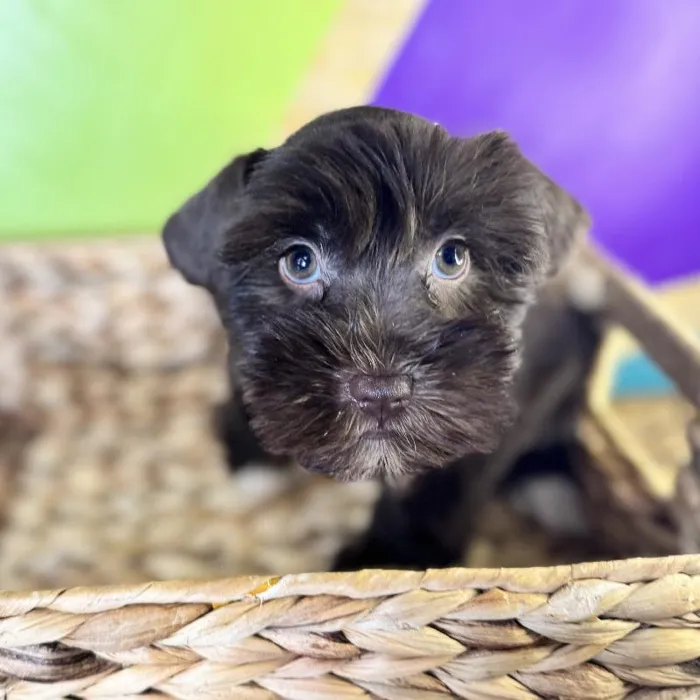 Female Mini Schnauzer Puppy for Sale in Rogers, AR