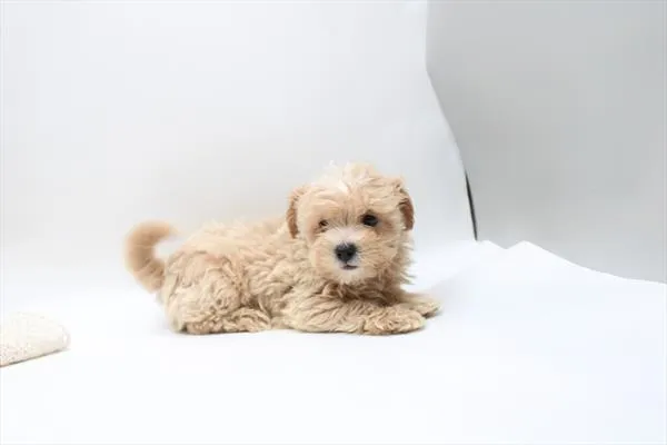 Male Cavapoo puppy for sale at Petland Fayetteville.