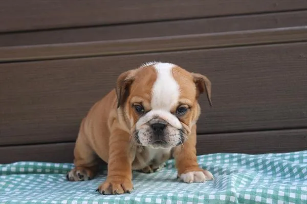 Female English Bulldog puppy for sale at Petland Joplin.