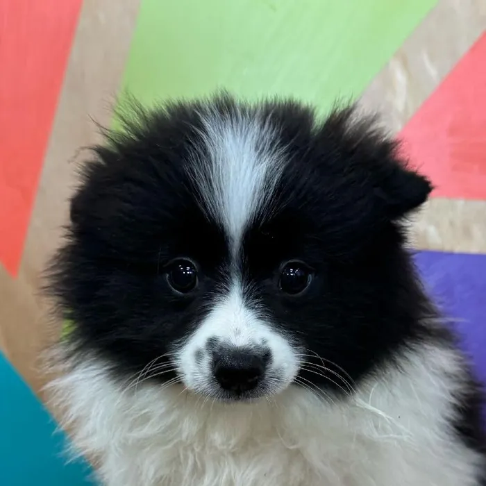 Female Pomeranian puppy named Beans for sale at Petland Wichita West.