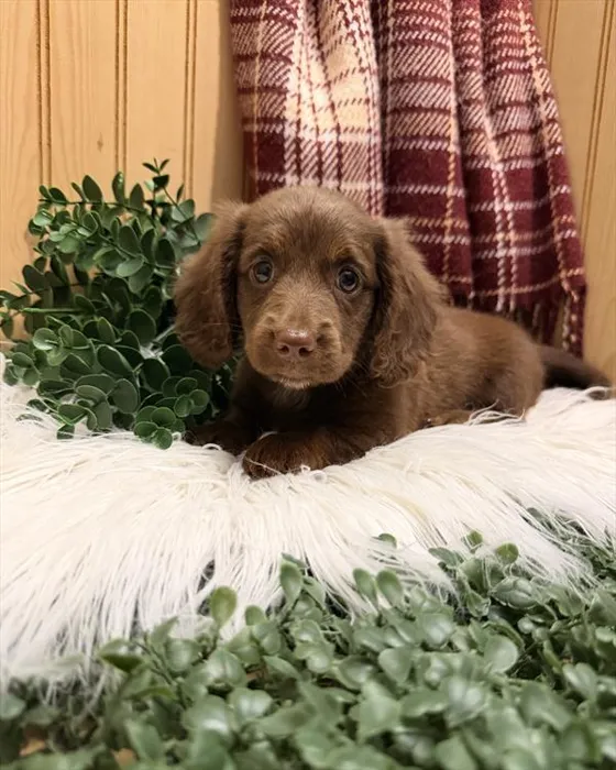 Male Dachshund puppy for sale at Petland Joplin.