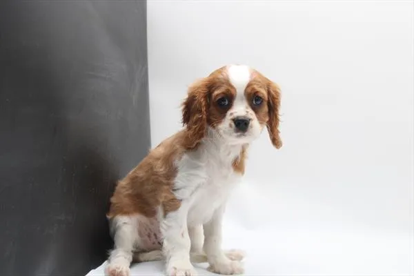 Male Cavalier King Charles Spaniel puppy named Cai for sale at Petland Joplin.