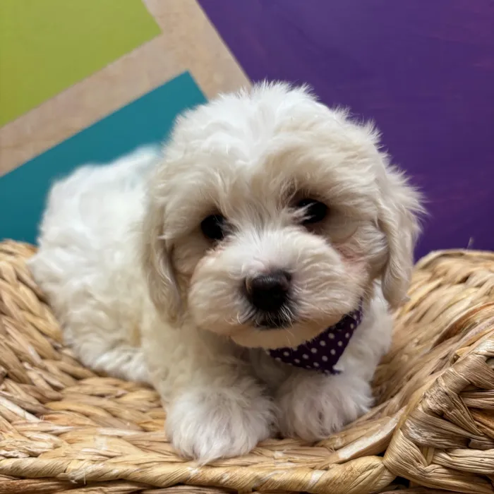 Female Daisy Dog puppy named Winn-Dixie for sale at Petland Wichita West.