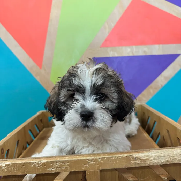 Male Teddy Bear puppy named Titan for sale at Petland Joplin.