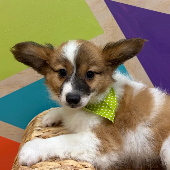 Male Papillon puppy named Butters for sale at Petland Wichita West.
