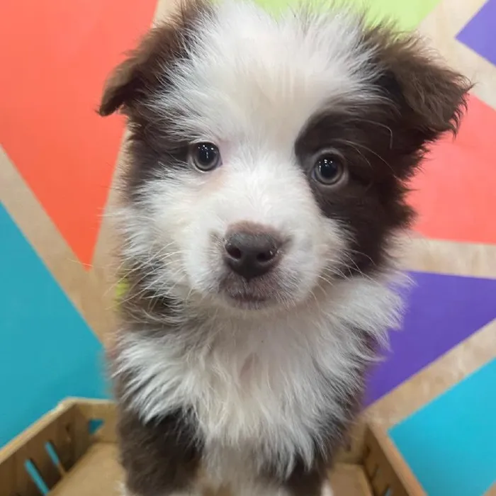Female Mini Aussie Puppy for Sale in Joplin, MO