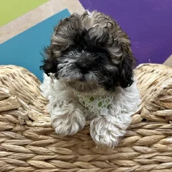 Female Teddy Bear puppy named Willow for sale at Petland Wichita West.