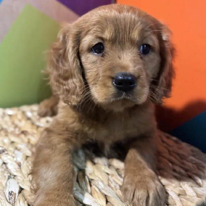 Female Mini Golden Retriever Puppy for Sale in Rogers, AR