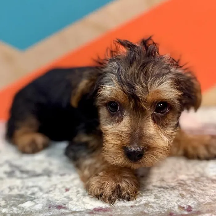 Male Yorkie Puppy for Sale in Joplin, MO